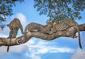 Motswari Private Game Reserve Resort by NEWMARK
