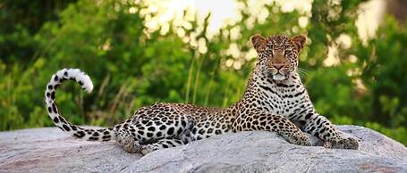Motswari Private Game Reserve Resort by NEWMARK