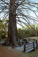 Forest Lodge Resort