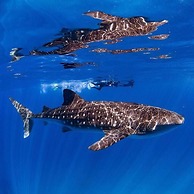 Ningaloo Lodge Exmouth