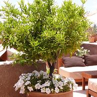 Riad Al Ksar & Spa
