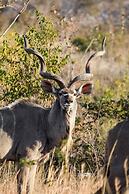 Tshwene Lodge