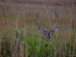 Nkomazi Game Reserve by NEWMARK
