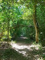 Forest Edge