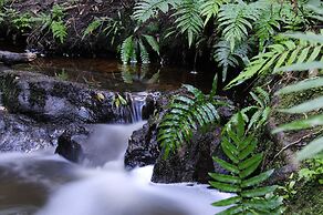 Forest Edge