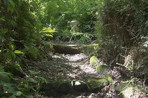 Arnica Views