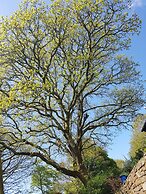 Meadow Oak