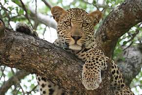 Mohlabetsi Safari Lodge