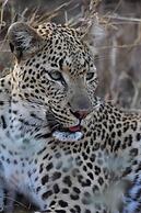 Mohlabetsi Safari Lodge