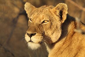 Mohlabetsi Safari Lodge