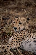 Tshukudu Game Lodge