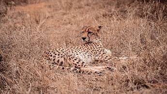 Tshukudu Game Lodge