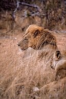 Tshukudu Game Lodge