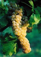 Podere dell'Anselmo