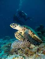 Six Senses Laamu