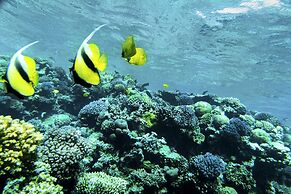 ROBINSON SOMA BAY