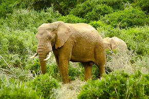 Addo African Home