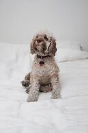 Buccaneer Motel Pet friendly