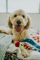 Buccaneer Motel Pet friendly