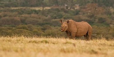 Ol Pejeta Holiday Villas