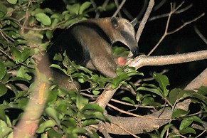 San Simian Lodge