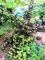 Hue Lotus Homestay