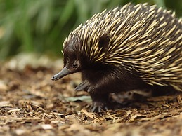 Wildlife Retreat at Taronga