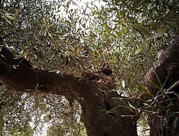 Trullo Paan Pascarosa Ostuni by Typney