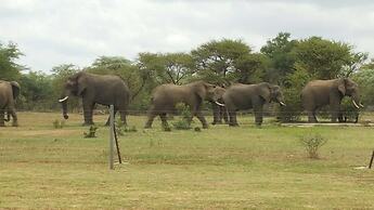 Crimson Bush Lodge