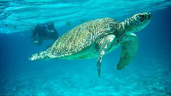 Caribbean Charter