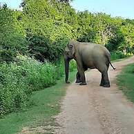Elephant Lodge