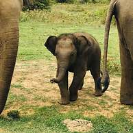 Elephant Lodge