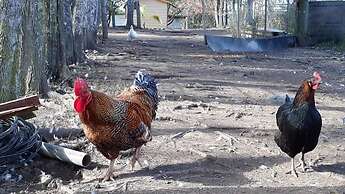 La Petite Ferme