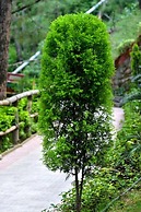 Kasauli Hills Resort