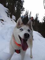 Hüttenhotel Husky Lodge