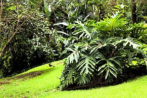 Malkia Trees Lodge