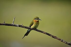 Kele Yala Sri Lanka