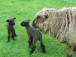Loch Sloy Farmstay