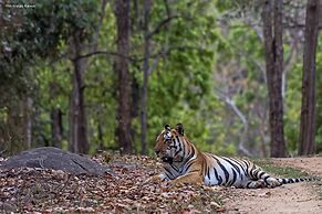Taal Tiger Retreat