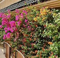 Riad Zouhour
