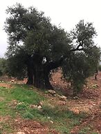 Ajloun Hotel
