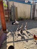 Breeze Homestay