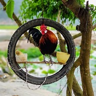 Tam Coc Amanda Villas