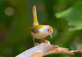 Thour Nature Resorts
