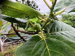 Ananta Ecostays