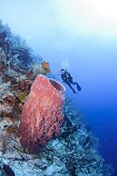 Belize Dive Haven