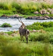 Jacana River Lodge