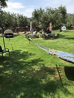 Oasis