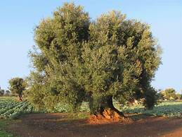 Masseria Sottomasi