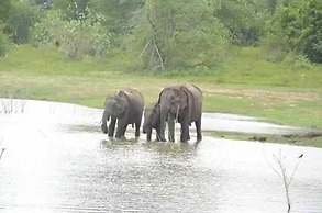 Wildlife Safari House